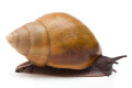 Achatina achatina depravata Ghana semiadult 8cm